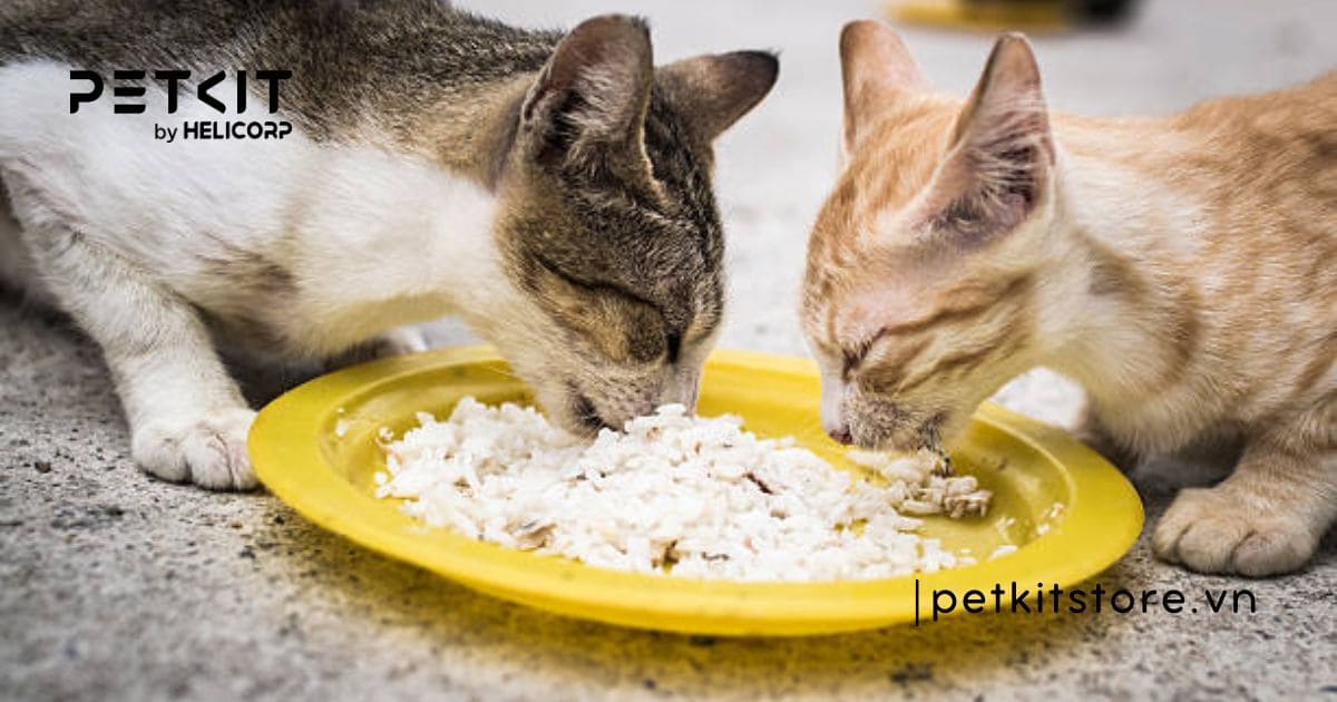 Nên cho mèo ăn cơm hay ăn hạt thì tốt hơn