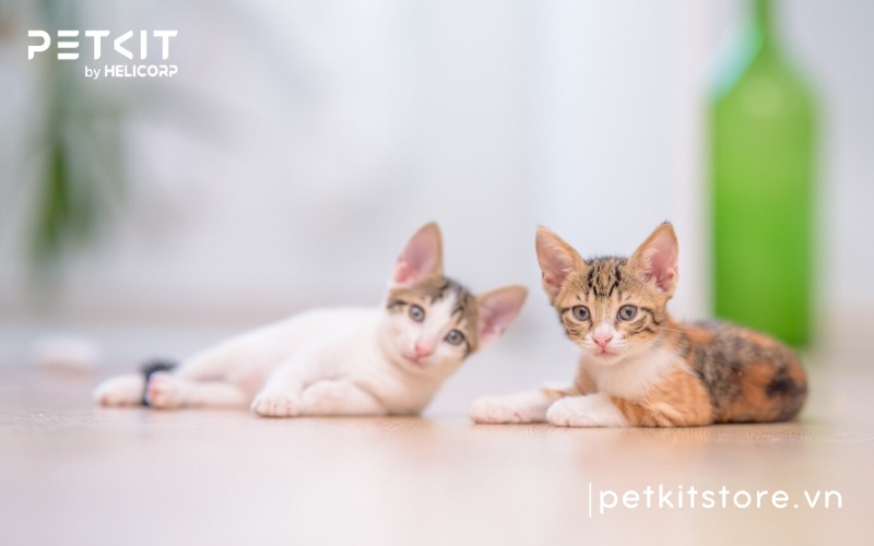 Nên nuôi mèo đực hay cái