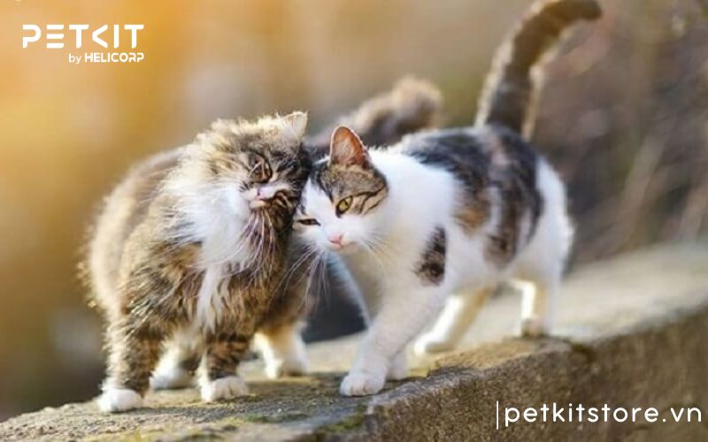 Nên nuôi mèo đực hay mèo cái?