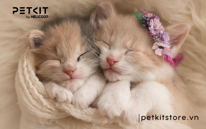 Nên nuôi mèo mấy tháng tuổi