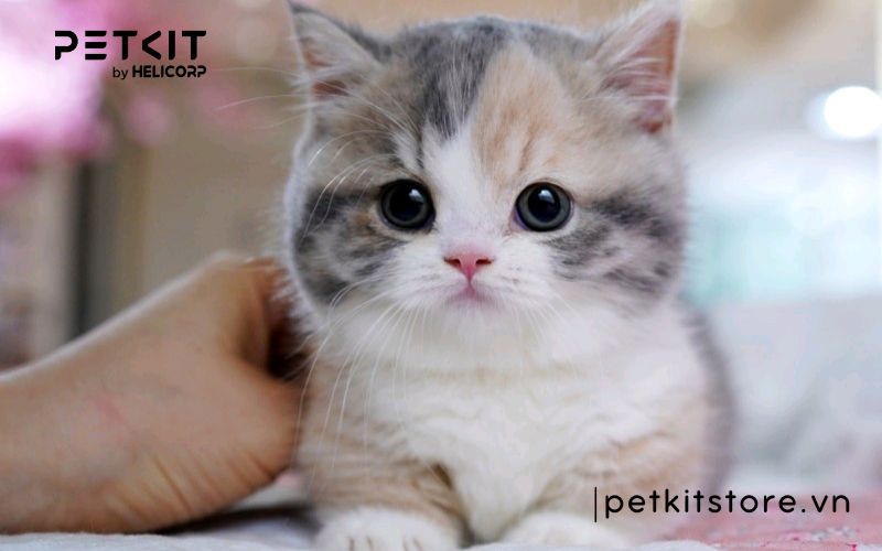 Nên nuôi mèo mấy tháng tuổi