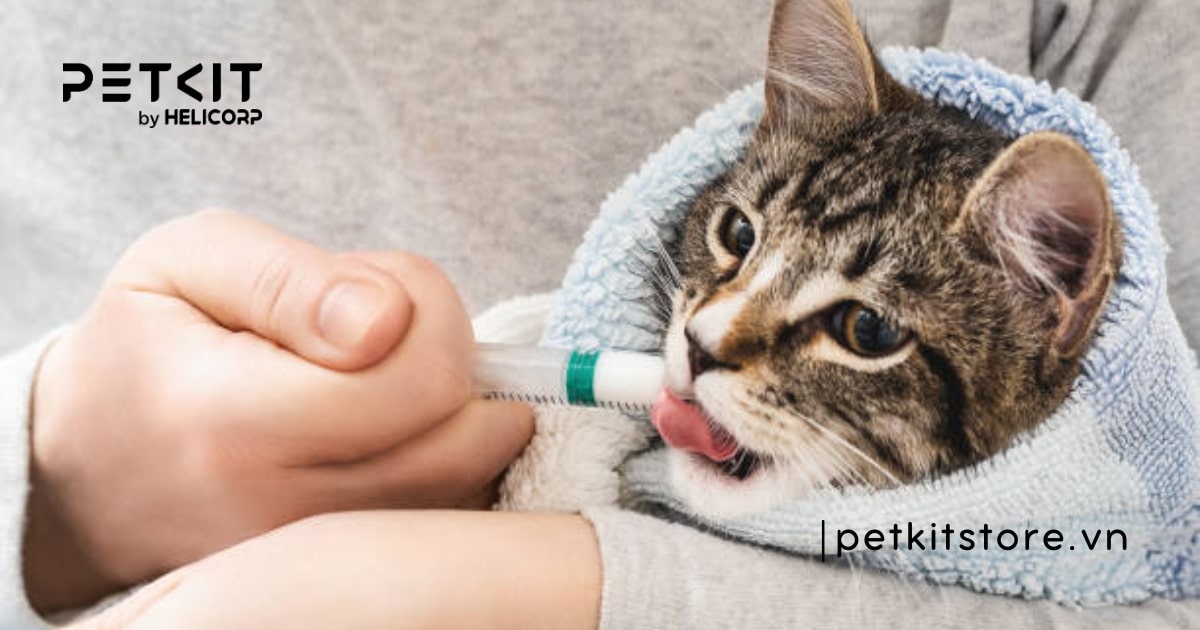 Nên tẩy giun cho mèo trước hay sau khi ăn