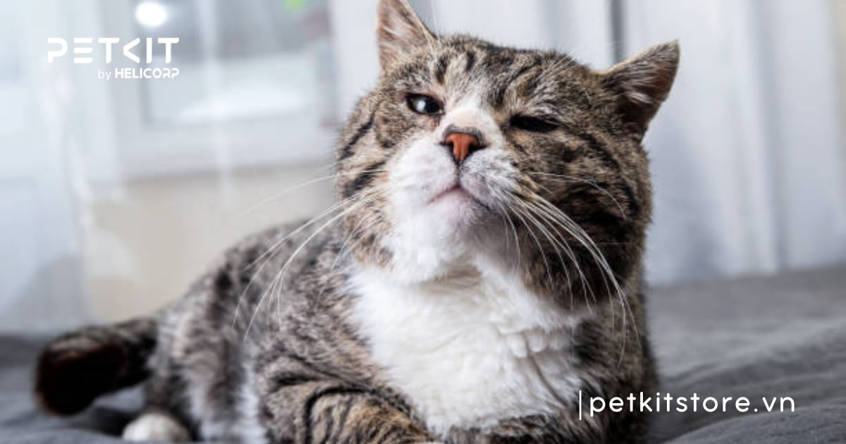 Nên tẩy giun cho mèo trước hay sau khi ăn