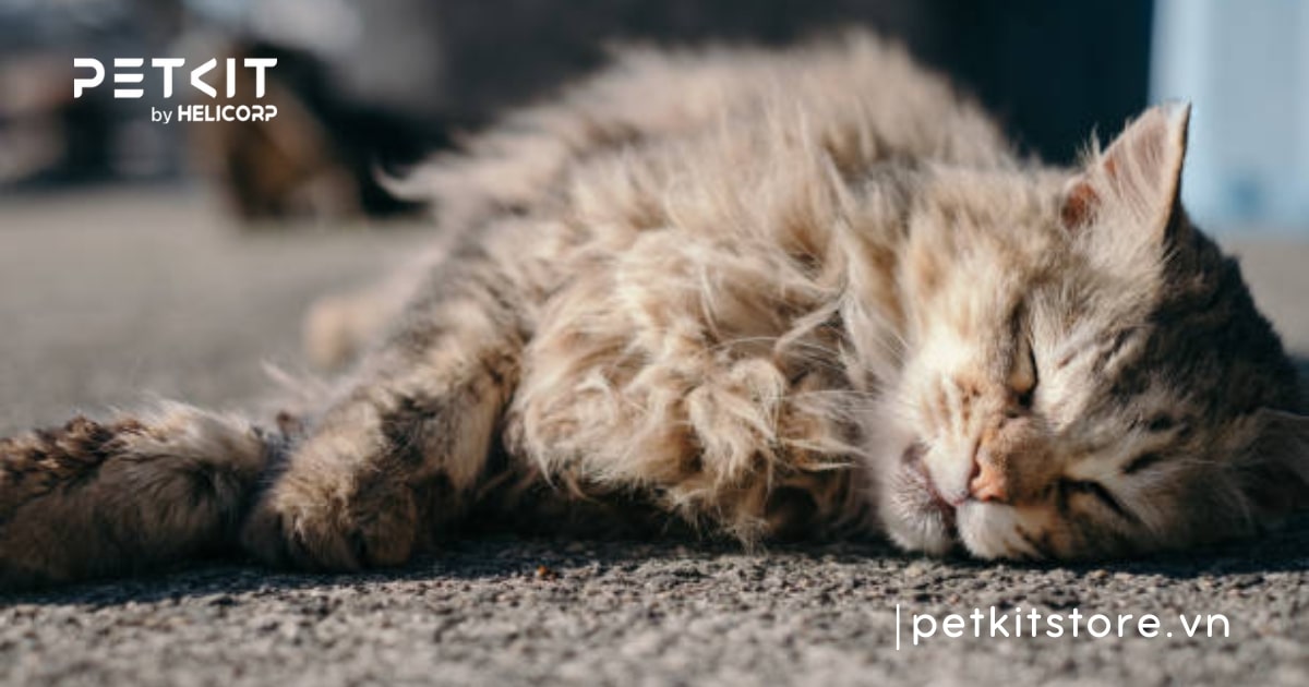 Nên tẩy giun cho mèo trước hay sau khi ăn