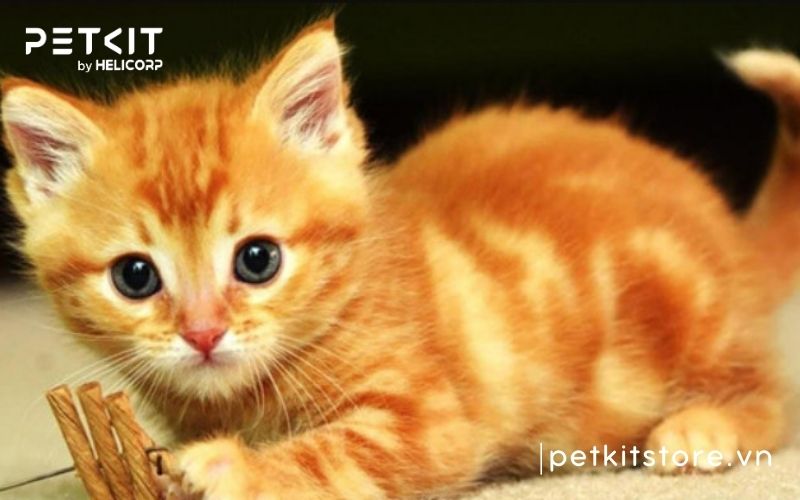 Bệnh giảm bạch cầu ở mèo con