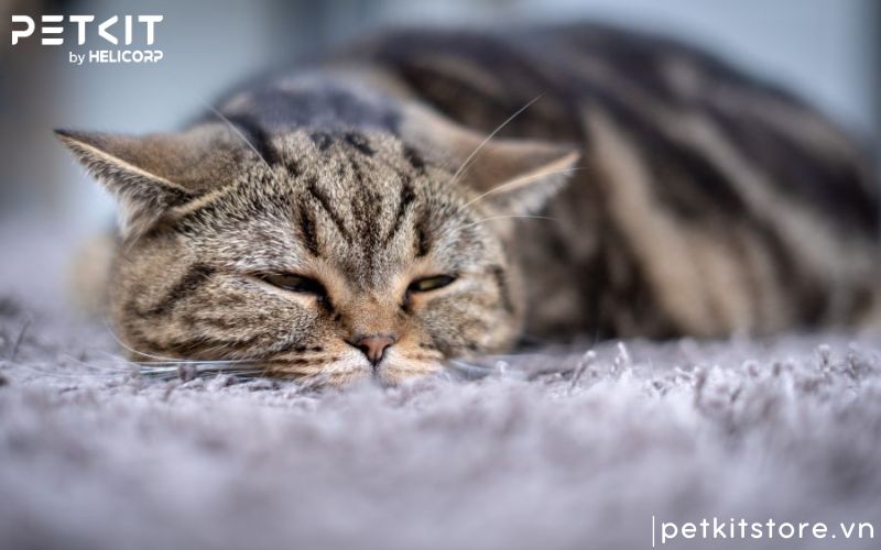 Bệnh FIP của mèo có lây không và lây thông qua đường nào?