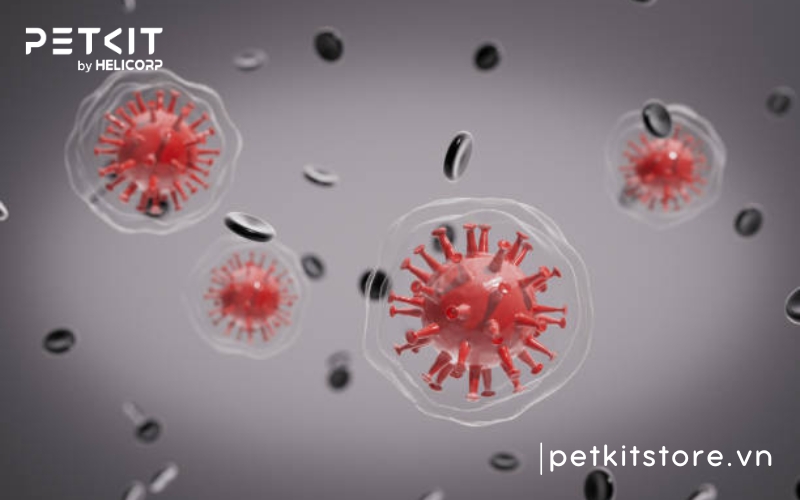 Mèo bị giảm bạch cầu có bị lại không