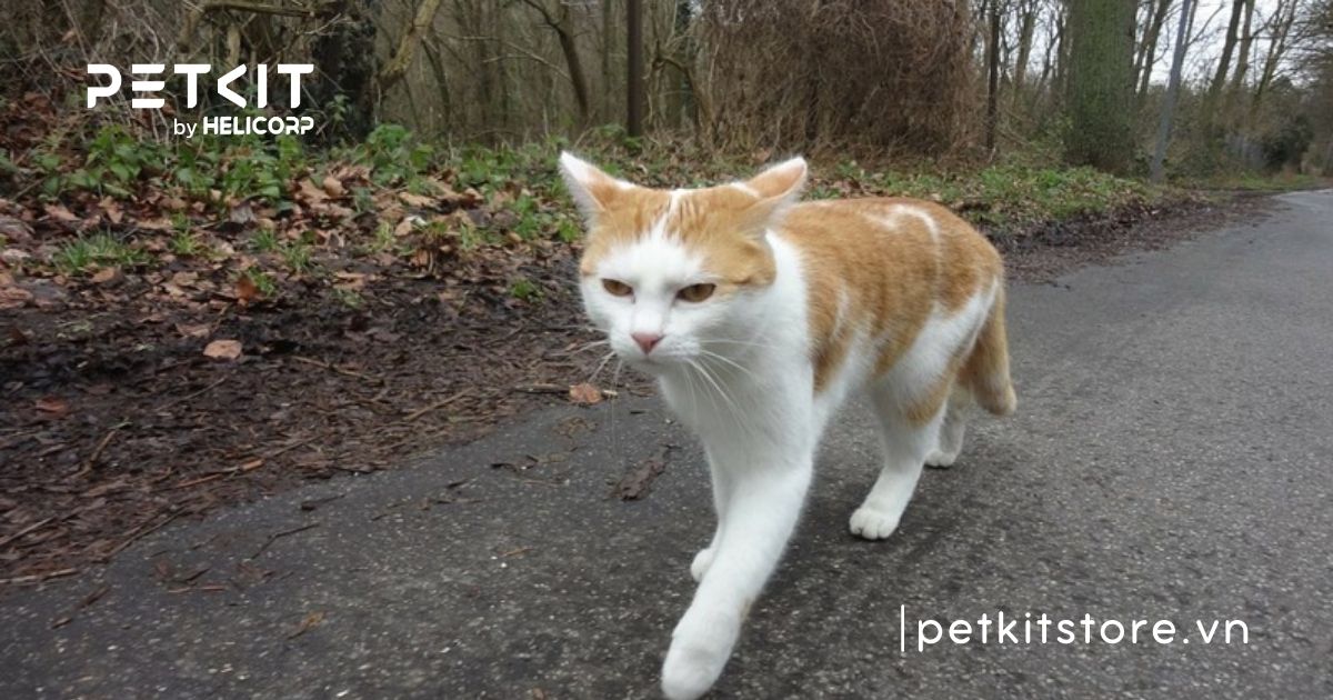 nguyên nhân mèo bị dại