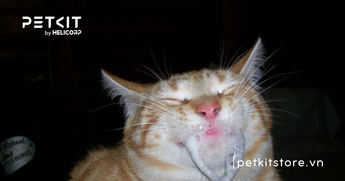 nguyên nhân mèo bị dại