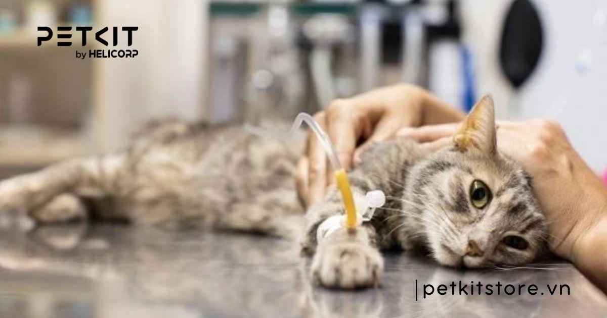 nguyên nhân mèo bị dại