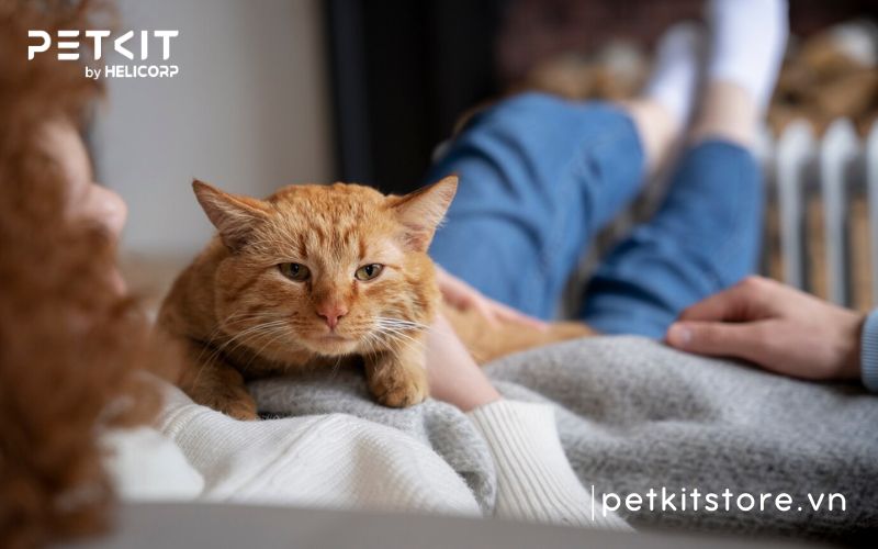 Dấu hiệu bệnh FIP ở mèo