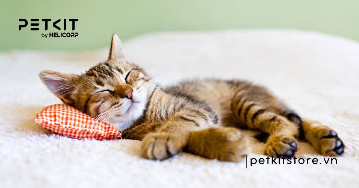 Nguyên nhân mèo mới về nhà kêu nhiều