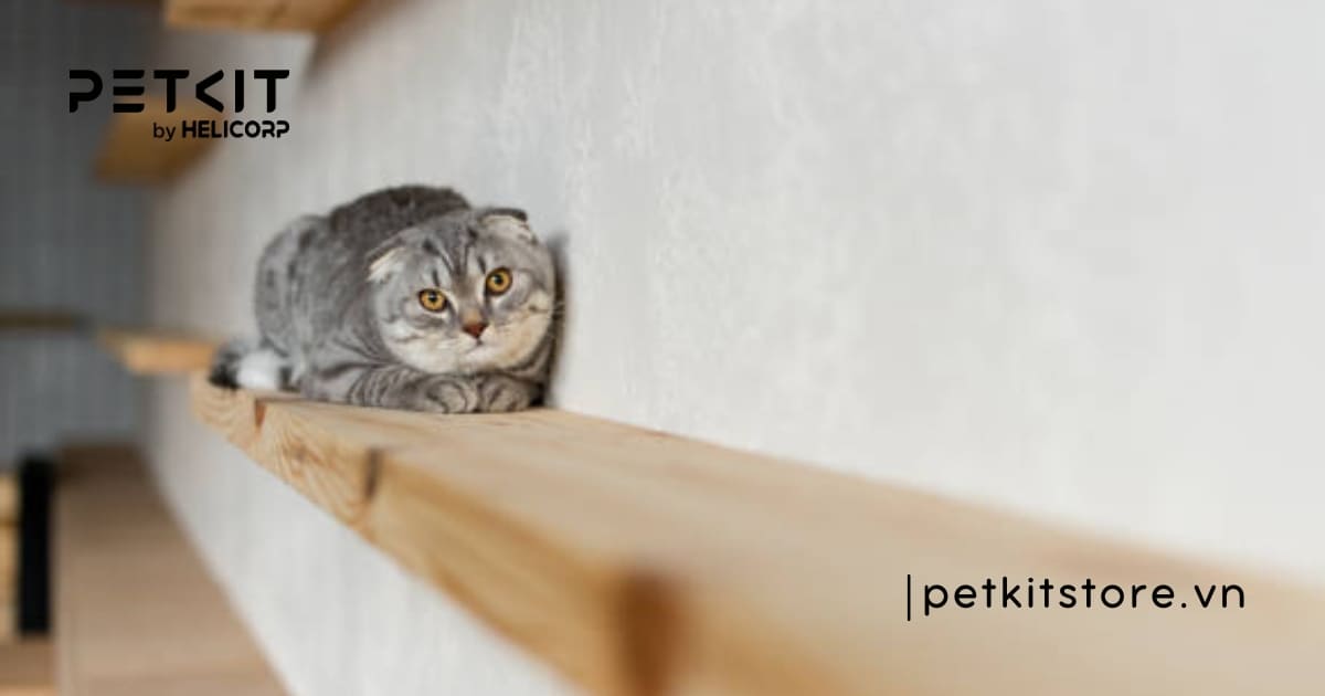 Nguyên nhân mèo mới về nhà kêu nhiều