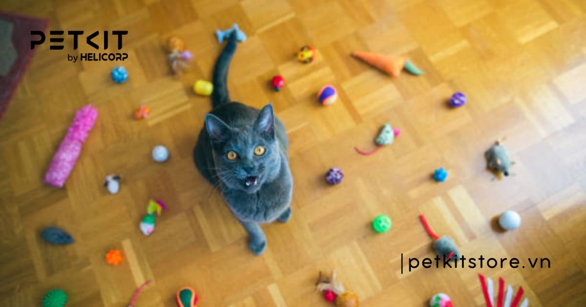 Nguyên nhân mèo mới về nhà kêu nhiều