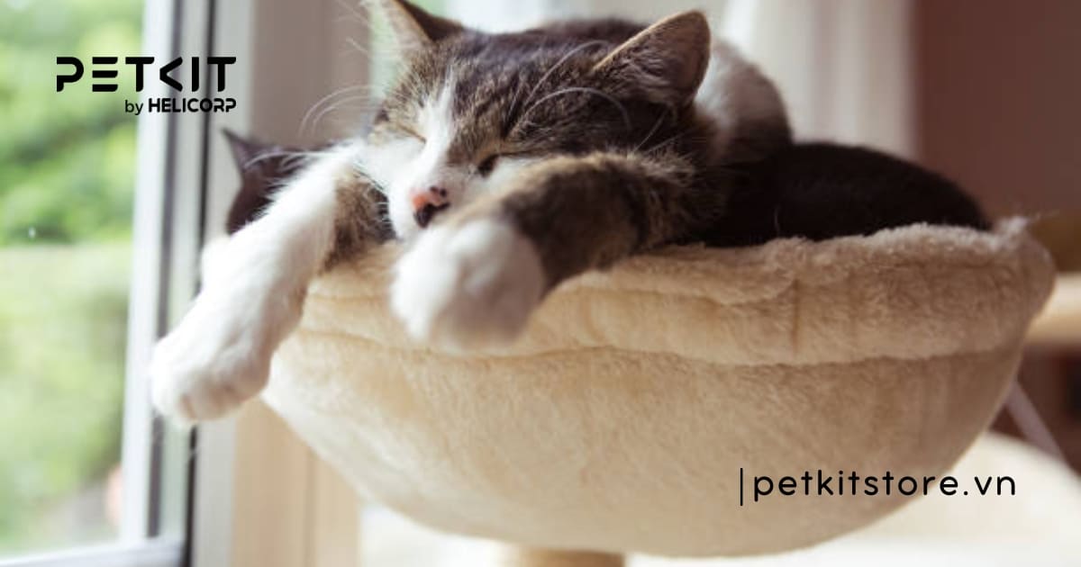 Nguyên nhân mèo mới về nhà kêu nhiều