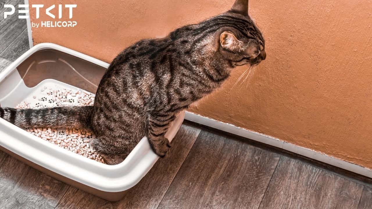 Nhà Vệ Sinh Cho Mèo