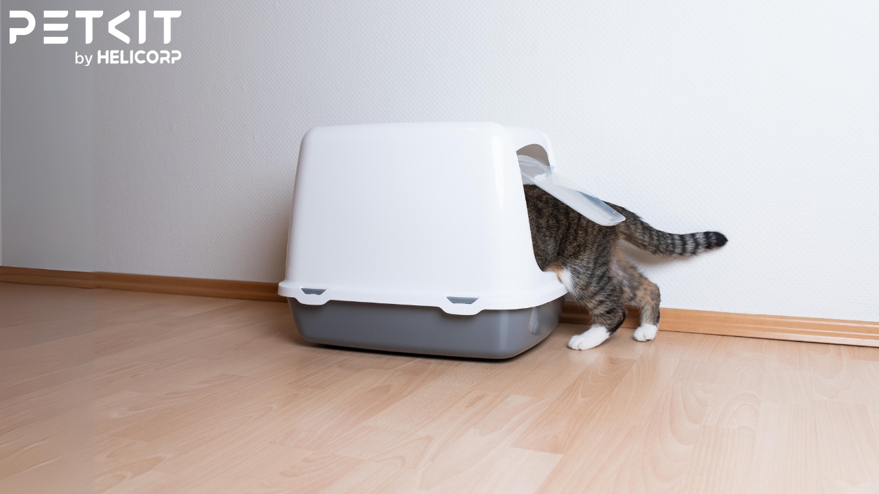 Nhà vệ sinh thông thường cho mèo có nắp đậy