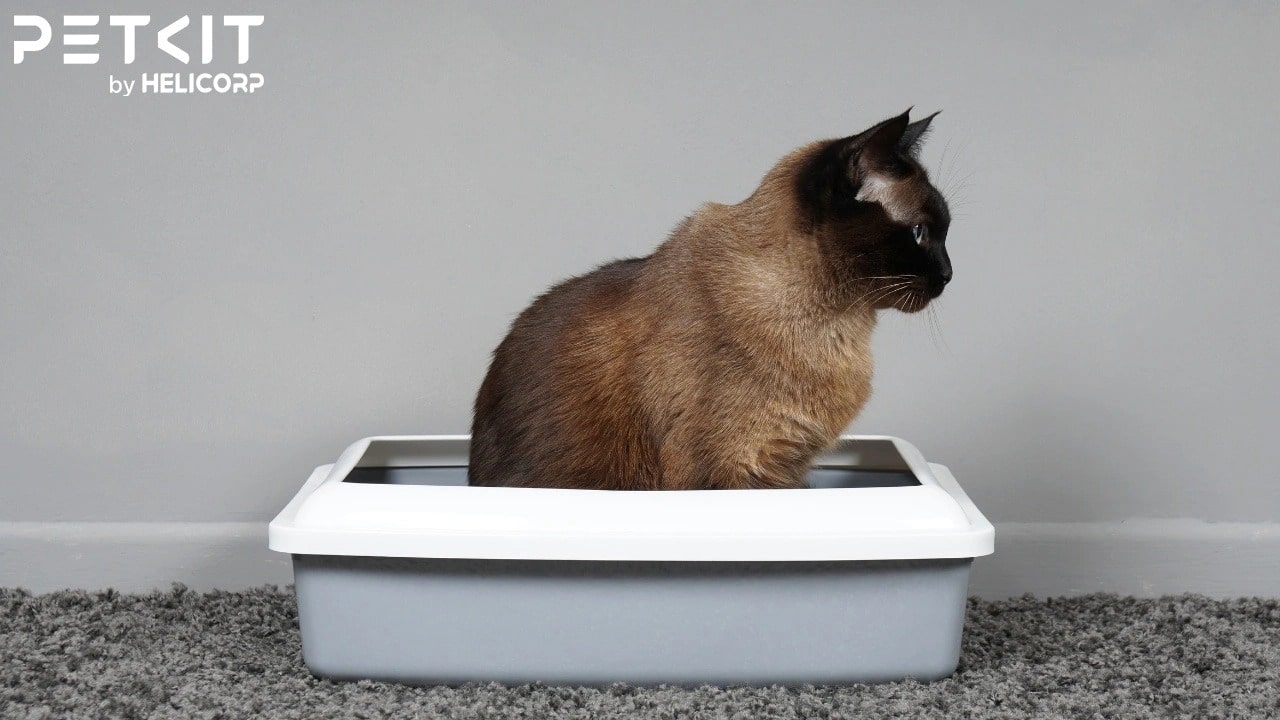 Nhà vệ sinh cho mèo không có nắp đậy