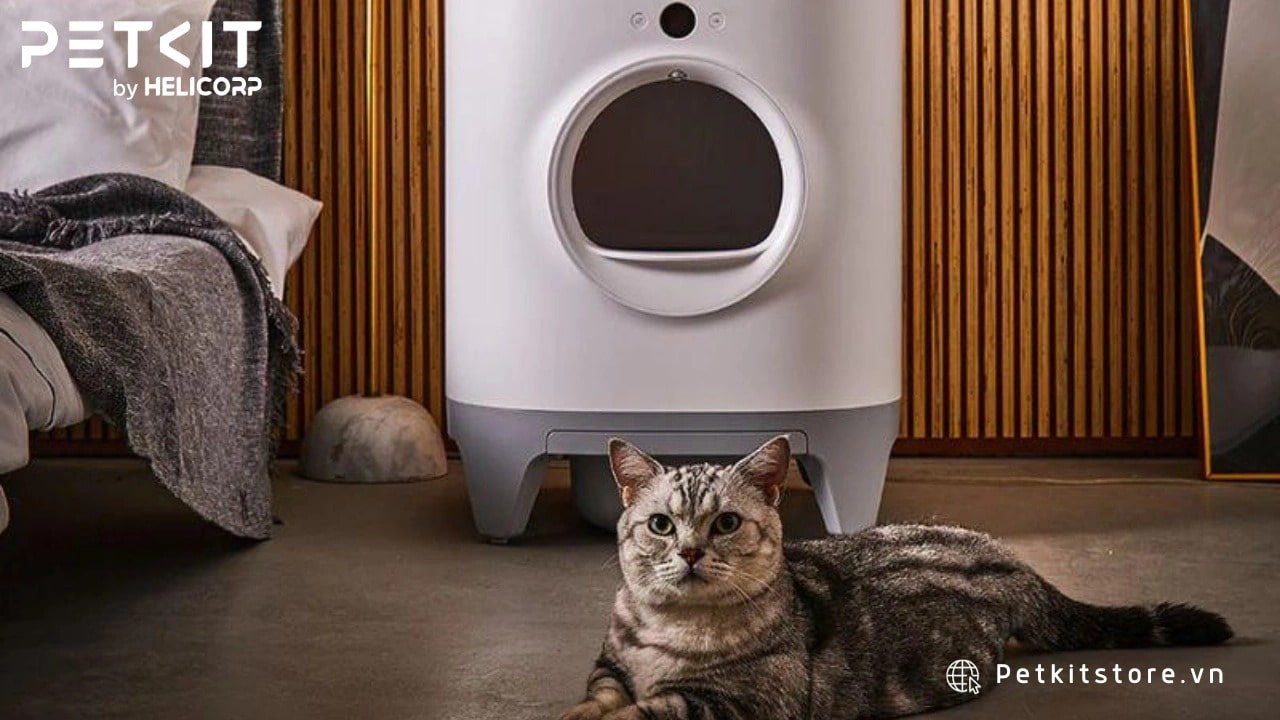 Nhà vệ sinh tự động cho mèo