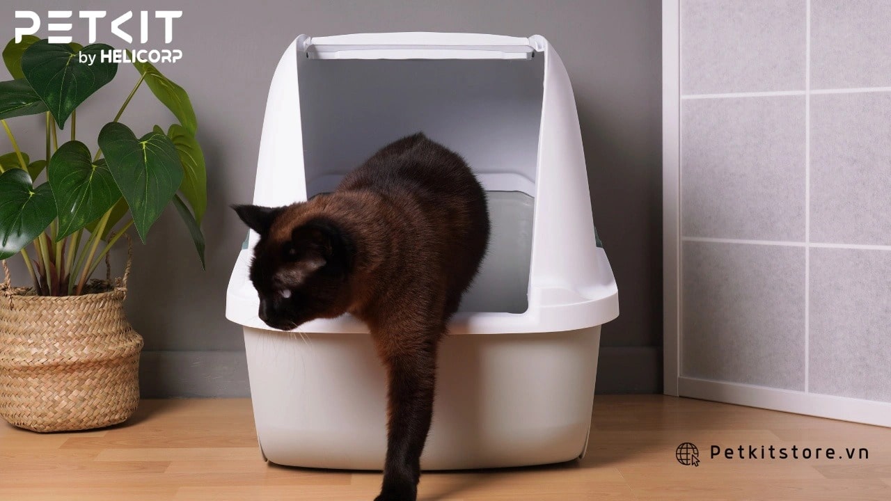 Nhà vệ sinh tự động cho mèo
