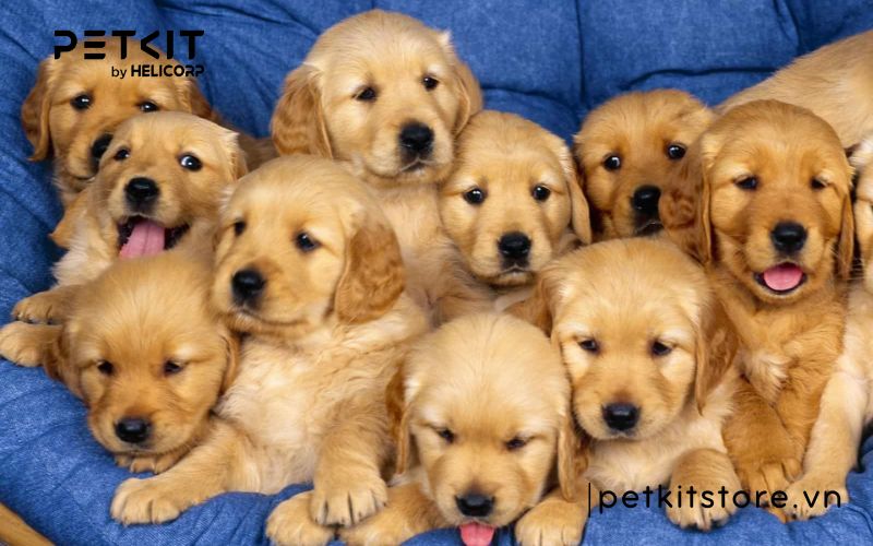 Top những điều cấm kỵ khi nuôi chó