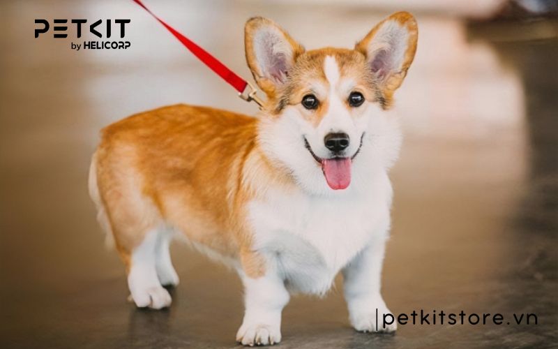 Top những điều cấm kỵ khi nuôi chó