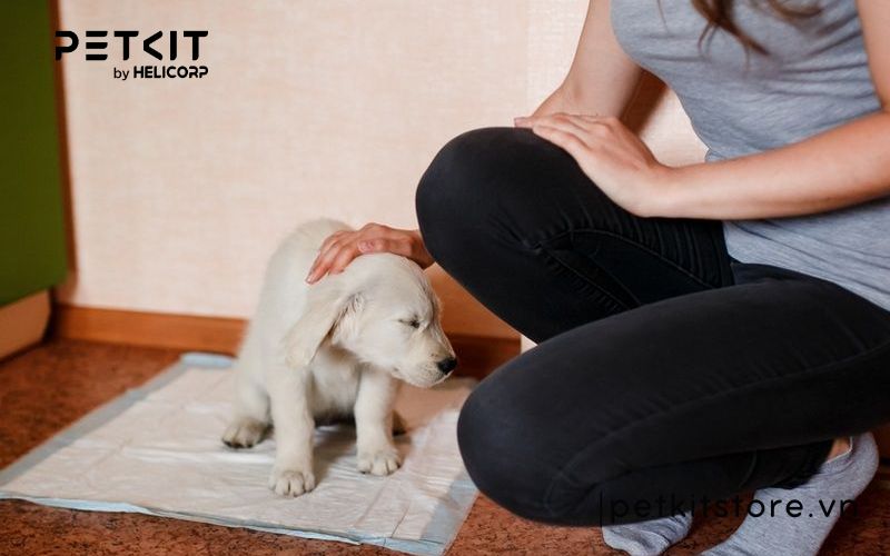 Top những điều cấm kỵ khi nuôi chó