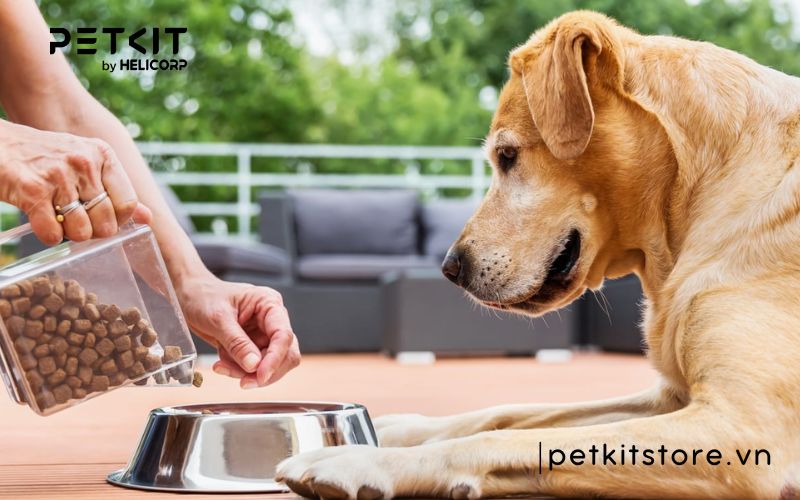 Top những điều cấm kỵ khi nuôi chó