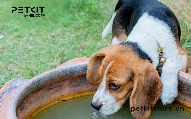 Top những điều cấm kỵ khi nuôi chó