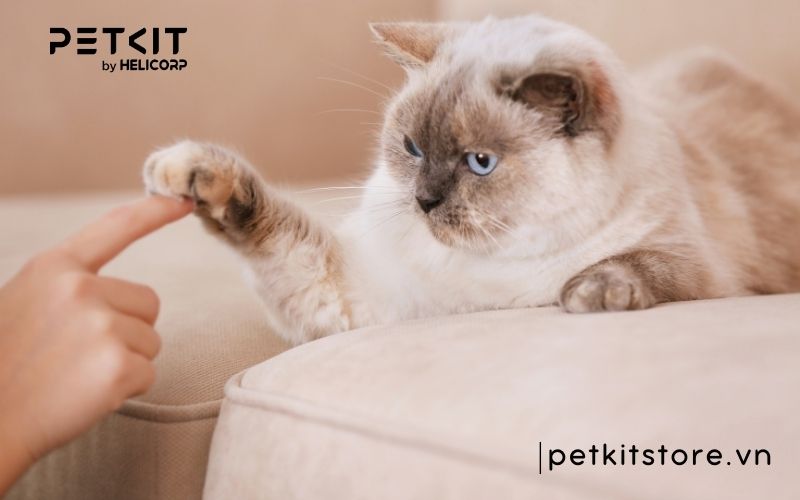 những điều kiêng kỵ khi mèo đẻ