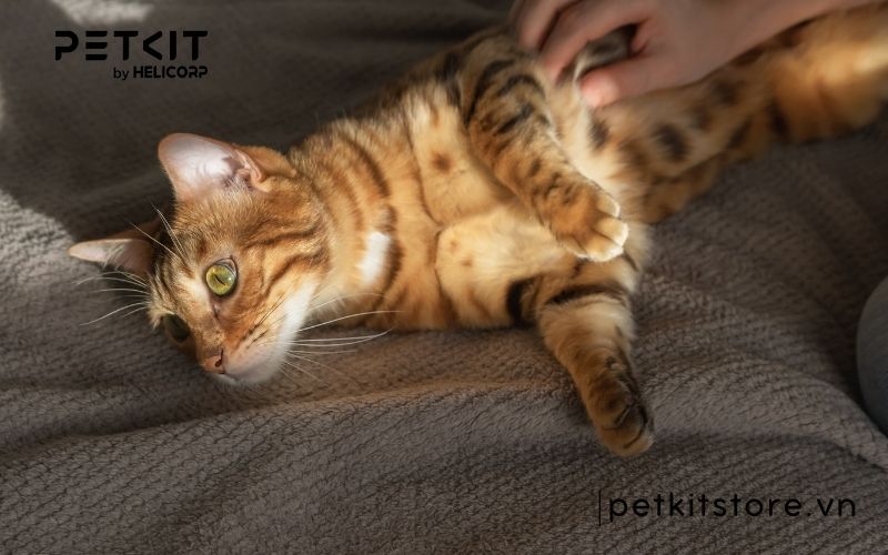 những điều kiêng kỵ khi mèo đẻ