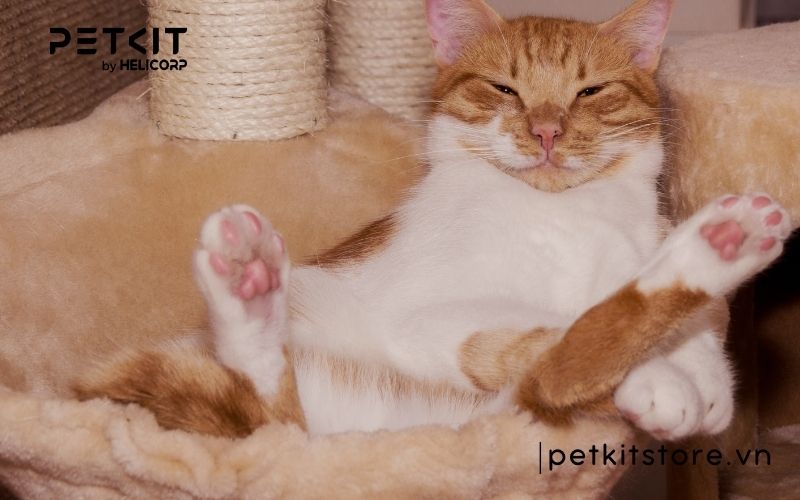 những điều kiêng kỵ khi mèo đẻ