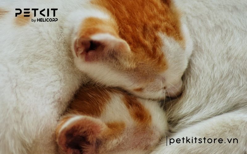 những điều kiêng kỵ khi mèo đẻ