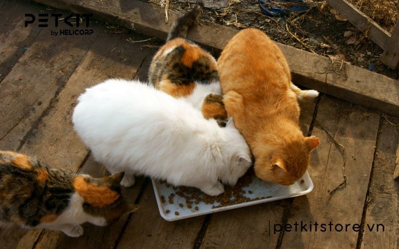 những điều kiêng kỵ khi mèo đẻ