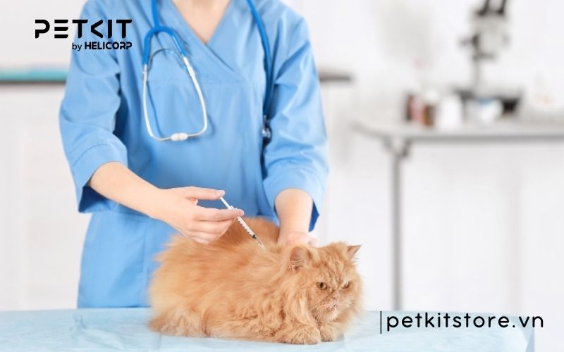 những điều kiêng kỵ khi mèo đẻ