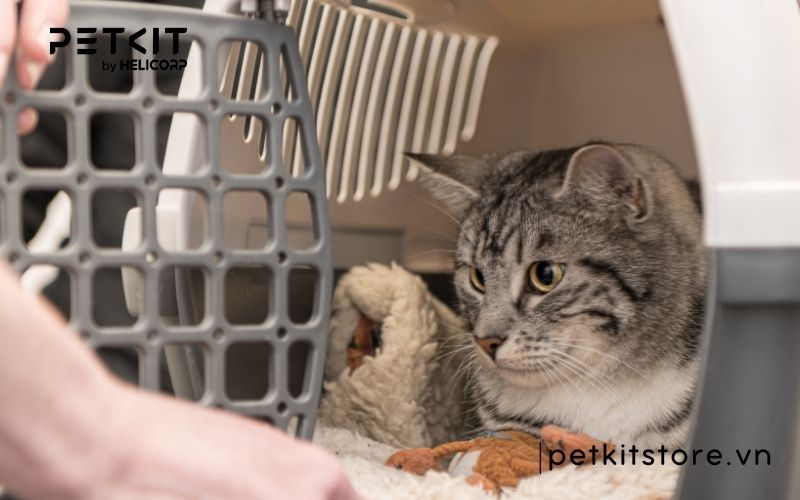 những điều kiêng kỵ khi mèo đẻ