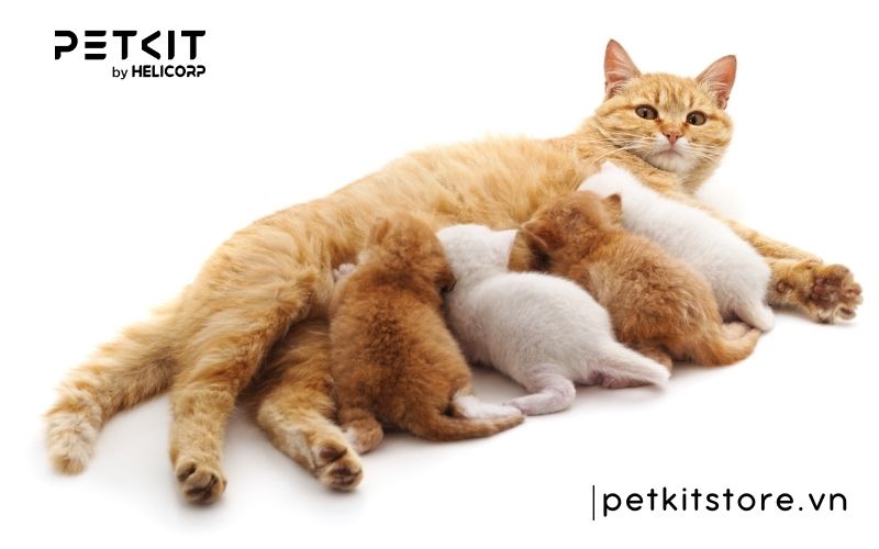 những điều kiêng kỵ khi mèo đẻ