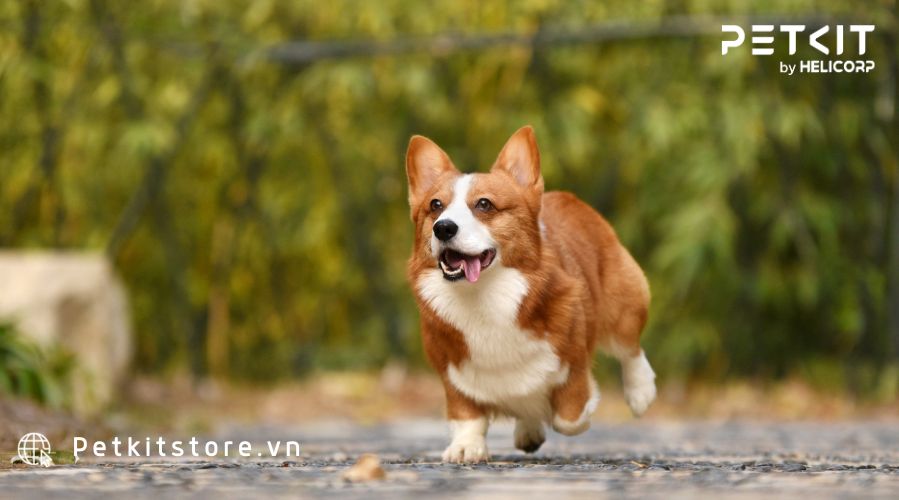 lợi ích khi nuôi thú cưng