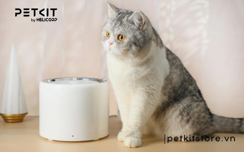 sửa máy lọc nước cho chó mèo Petkit