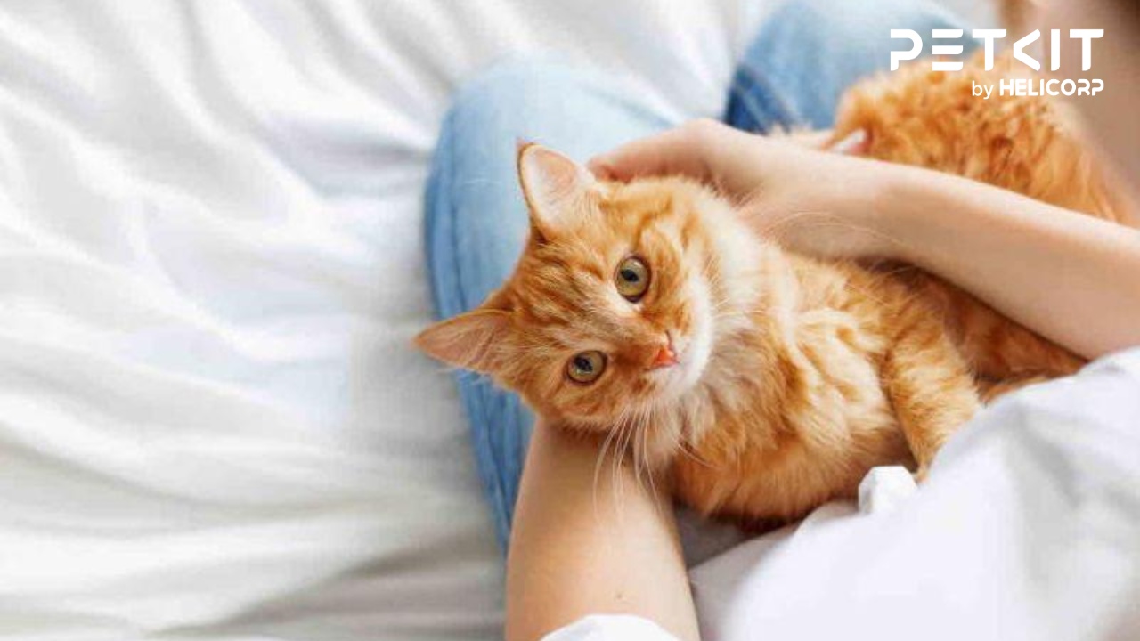 Khi nuôi mèo cần chuẩn bị gì