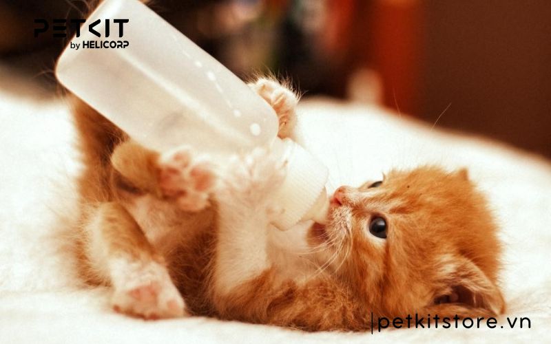 Nên nuôi mèo mấy tháng tuổi