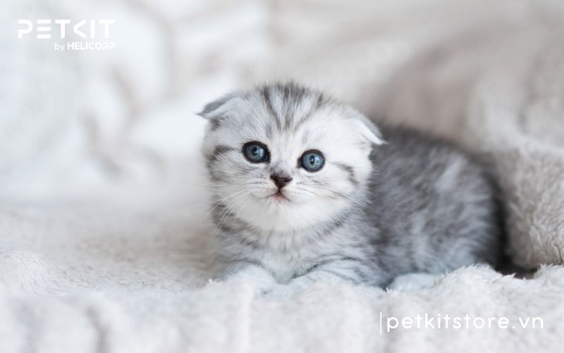 cách chăm sóc mèo con