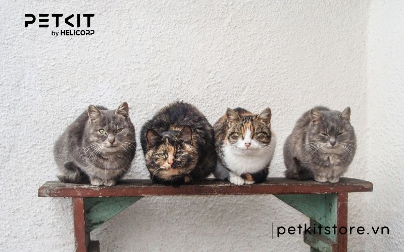 bệnh fip ở mèo lây qua đường nào