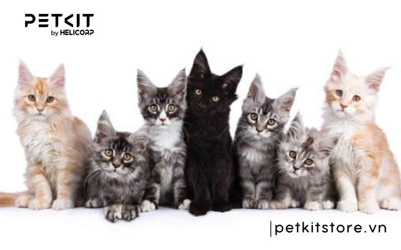 những điều cấm kỵ khi nuôi mèo