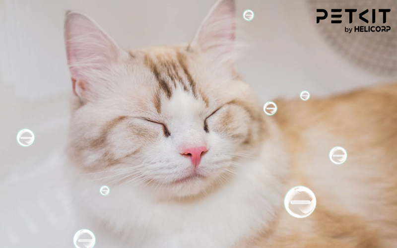 lồng sấy lông chó mèo PETKIT AirSalon Max Pro