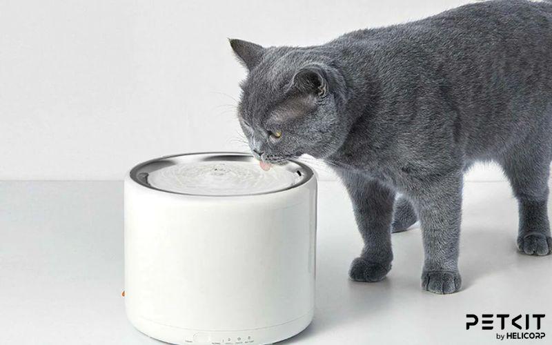 Máy lọc nước tự động PETKIT - Mang lại nguồn nước siêu tinh khiết