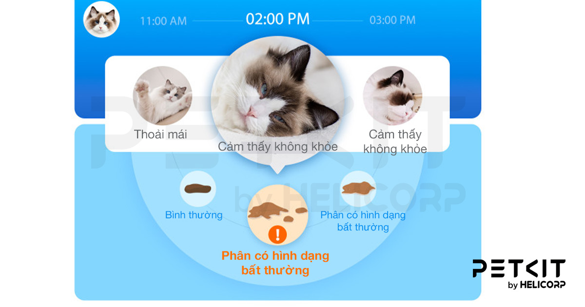 mèo tiêu chảy ra máu