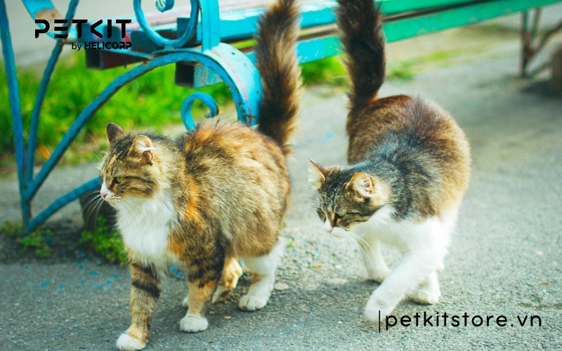 Nên nuôi mèo đực hay cái