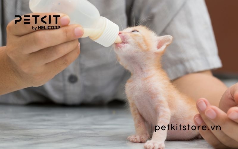 sữa cho mèo con