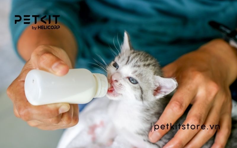sữa cho mèo con